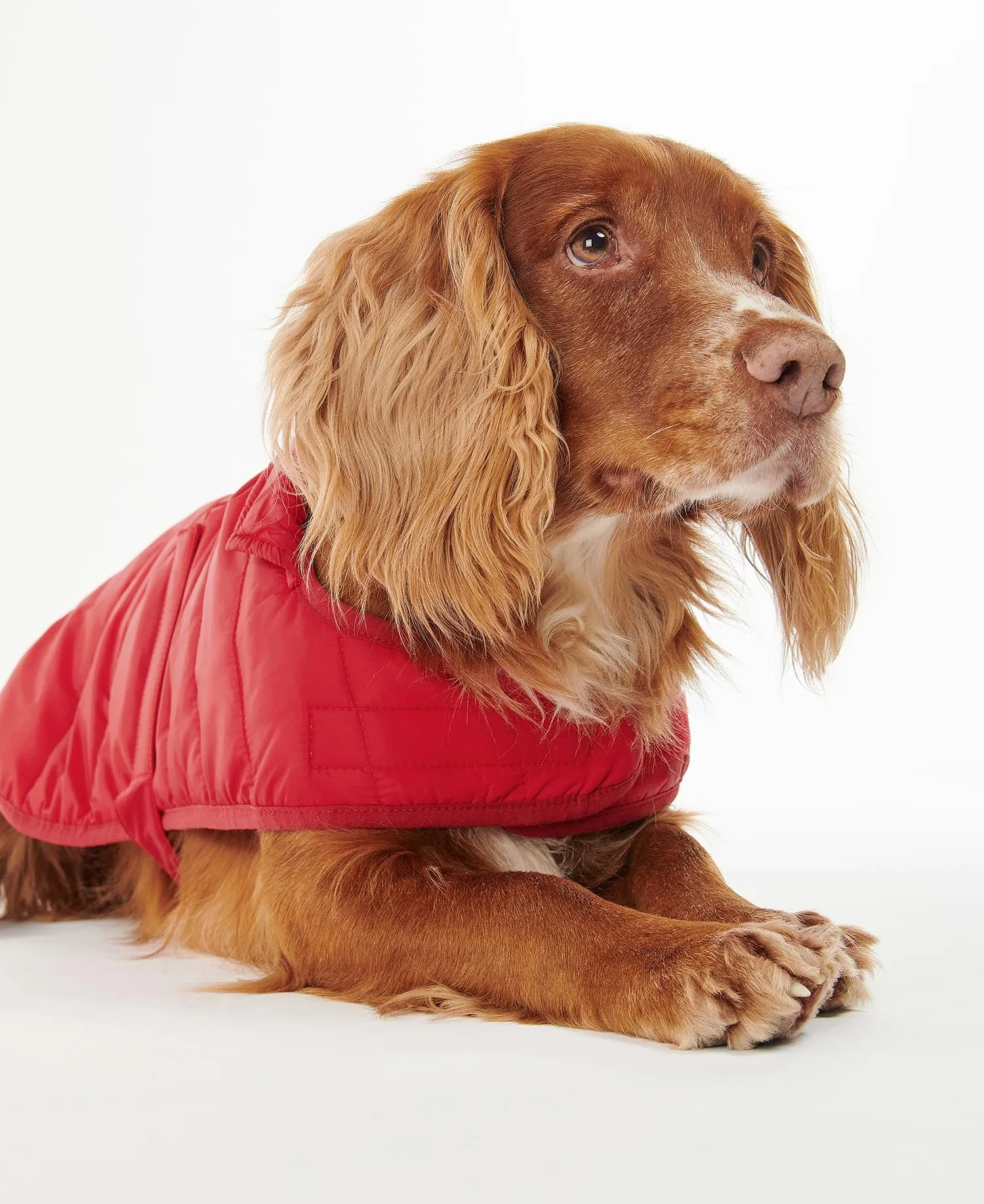 Barbour Baffle Quilt Dog Coat