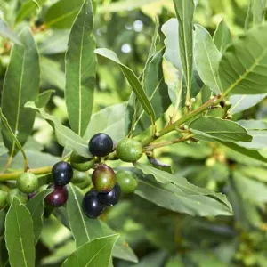 Bay Laurel Seeds