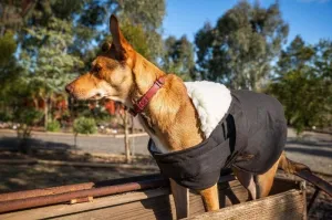 Burke and Wills Oilskin Dog Coat