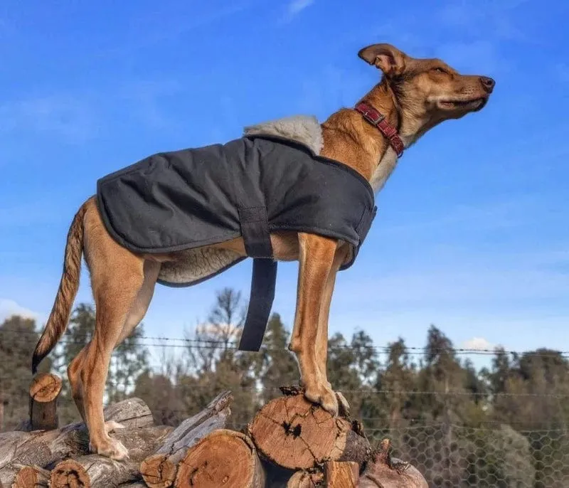 Burke and Wills Oilskin Dog Coat