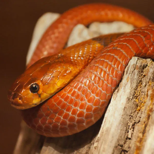 Dimension Nails - The Desert - Red Spitting Cobra
