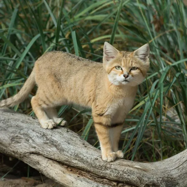 Dimension Nails - The Desert - Sand Cat
