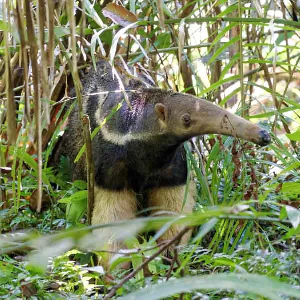 Dimension Nails - The Woodlands - Anteater