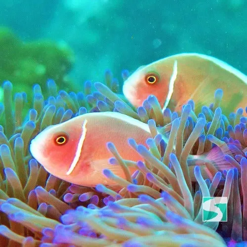 PADI open water diver - 3 day course Koh Samui