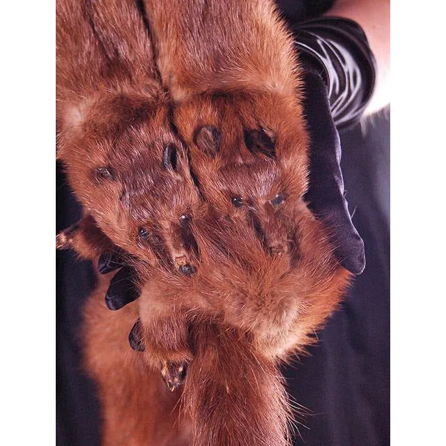 Vintage Stone Marten Fur  Wrap 1930S Celluloid Chain